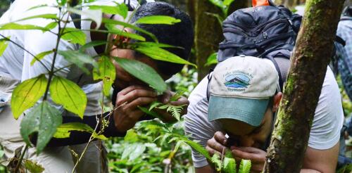 Tómate un descanso de la pantalla y observa las plantas: la botánica es una excelente manera de interactuar con la vida que te rodea.