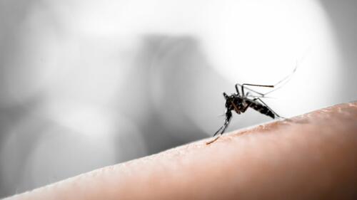 Bocas de registro 'hostiles' y machos estériles:La lucha contra los mosquitos comienza en Bolonia.