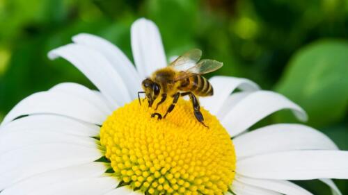 Hoy es el Día Mundial de las Abejas, WWF:“Se necesita un plan nacional para protegerlos”