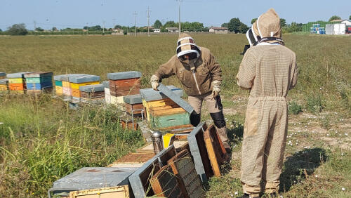 Inundaciones, calor y luego heladas:Adiós miel, y abejas para ser salvadas y alimentadas 'a mano'.