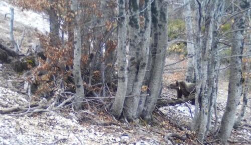 Los cachorros de Amarena lo hicieron:sobrevivieron al invierno