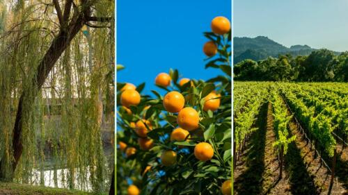 Del bosque higrófilo a los viñedos:un jardín con los cinco hábitats de las colinas de Bolonia