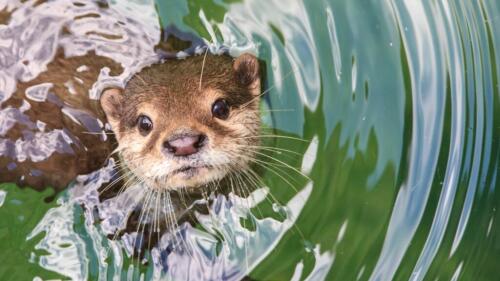 La nutria ha vuelto:la 'reina de los ríos' de nuevo en las regiones alpinas italianas