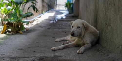 Legambiente.En Italia 2 millones de perros no están registrados.71 mil fueron abandonados en 2022