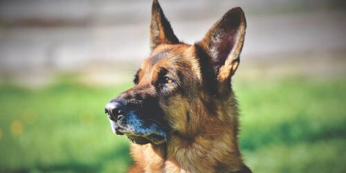 Pastor Alemán, el príncipe de las razas caninas