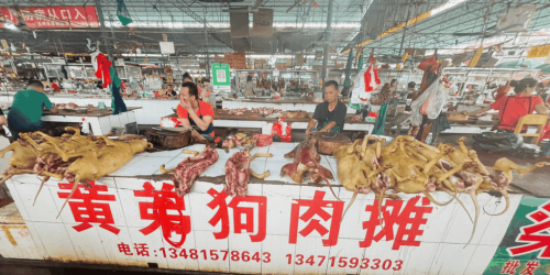 Comienza el Festival de Carne de Perro de Yulin