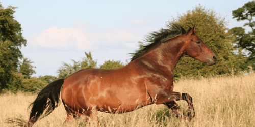 ¿Los caballos en Italia son amigos o carne de cañón?