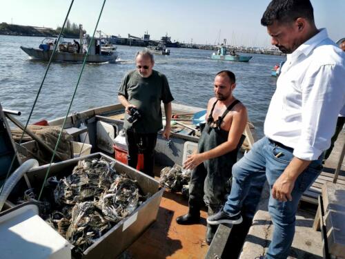 Cangrejo azul, Legambiente contra la pesca de arrastre:“Receta para desechar”