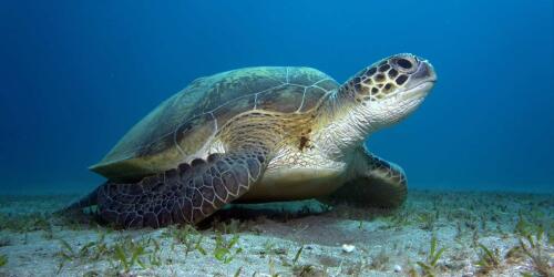 Una tortuga verde intentó anidar en Calabria:es el primer caso reportado en Italia