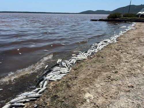 Orbetello, la Región pide el estado de catástrofe y compensaciones para los pescadores y las fábricas