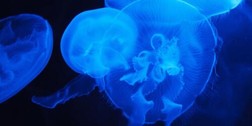 Qué es la bioluminiscencia, los orígenes de este maravilloso fenómeno