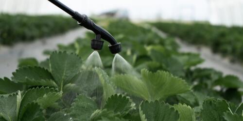 Los pesticidas PFAS y las verduras contaminadas en la UE se han triplicado en diez años