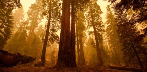 A los árboles tampoco les gusta respirar el humo de los incendios forestales y contendrán la respiración para evitarlo.