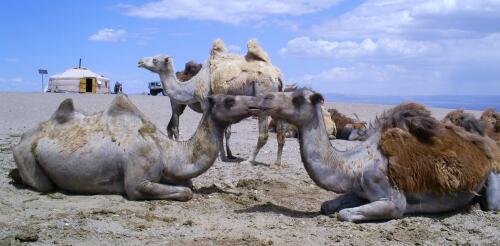 Coqueteando con el desastre:Cuando los animales salvajes en peligro de extinción intentan aparearse con parientes domésticos, tanto la vida silvestre como las personas pierden