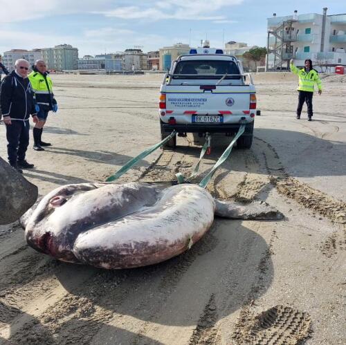 Pez luna de una tonelada en la playa de Cesenatico