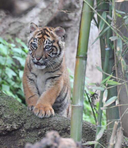 Bioparco de Roma, el tigre Kala es visible al público desde hoy