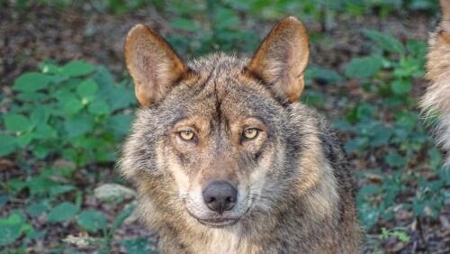 Chernobyl, lobos 'mutantes' más resistentes al cáncer:el estudio