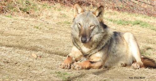 El lobo ha aprendido a vivir sin bosque:también está en casa en las llanuras