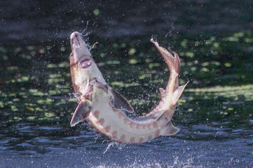 Las especies de peces regresan al río después de desaparecer hace más de un siglo:"Este es un comienzo fantástico"