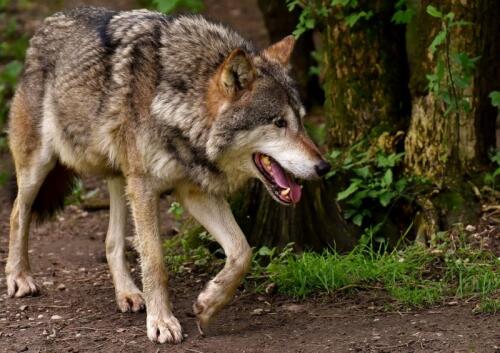 Los ejemplares de lobo aumentan en Liguria:“Es bueno para el medio ambiente”