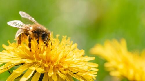 La burla del clima loco pone en riesgo a las abejas:se despertaron pensando que era primavera