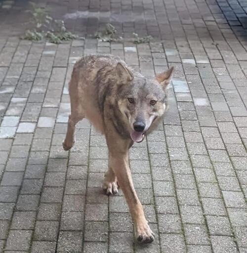 Lobo caminando en el antiguo hospital de Bolzaneto:Dormido y llevado de regreso a las montañas.