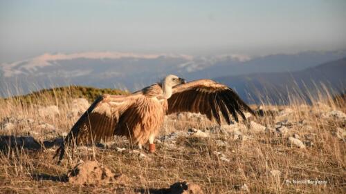 En Abruzzo, un joven grifo regresa a la naturaleza