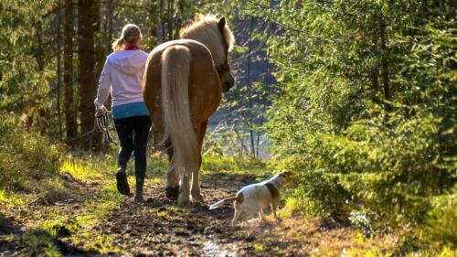 A caballo o a pie con el perro, aquí está el nuevo camino entre Bolonia y Módena