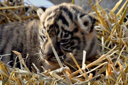 Nació una hembra de tigre de Sumatra en el Bioparco de Roma