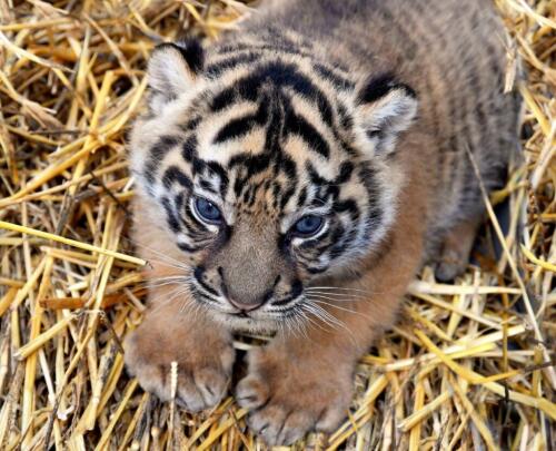 El tigre de Roma aún no tiene nombre, el Bioparco lanza una encuesta