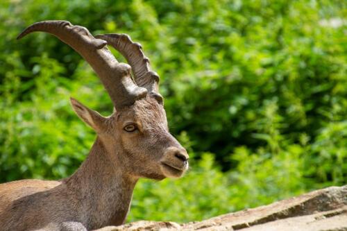 Hace demasiado calor en las montañas, las cabras montesas empiezan a vivir de noche