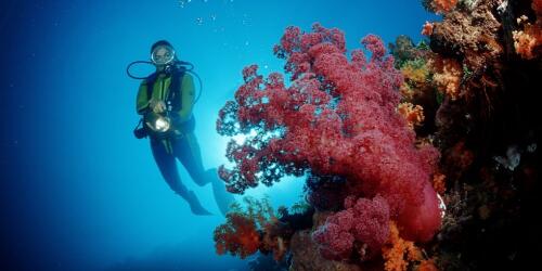 Estados Unidos cancela 35 millones de deuda a Indonesia para salvar el arrecife de coral