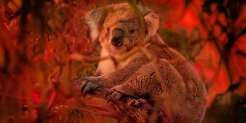 ¿Qué tienen que ver los koalas con el Big Mac?