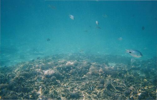 Minería en aguas profundas:Un estudio confirma el impacto en la vida marina.