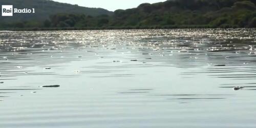 Con el calor se produce una grave mortandad de peces en la laguna de Orbetello.Y no es la primera