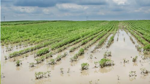 ¿Con mal tiempo hay inundaciones por todas partes?La culpa es de las acequias que ya no están.