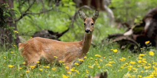 1.500 cachorros de corzo se salvaron de las cortadoras de césped en Tirol del Sur