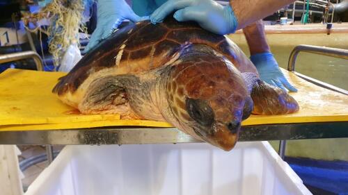 Génova y rescatada la tortuga enredada en una red fantasma