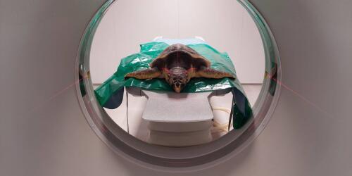 Un innovador caparazón 3D para salvar una tortuga herida, en Cervia