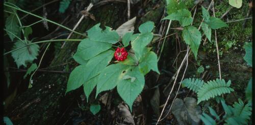 El ginseng silvestre está disminuyendo, pero los 'excavadores' no son la principal amenaza para esta planta nativa y pueden ayudar a salvarla