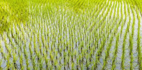 ¿Buenas inundaciones?Los científicos utilizan el cultivo de arroz para preservar el suelo en el área agrícola de los Everglades de Florida