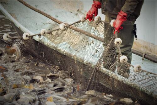 El Parlamento Europeo ha aprobado nuevas normas sobre control de la pesca