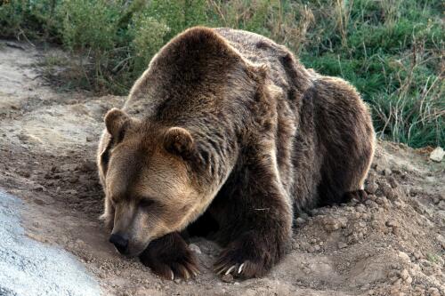 El oso Jj4 será trasladado a Alemania