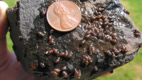 Un pequeño caracol de barro podría amenazar el ecosistema y la economía del lago Tahoe