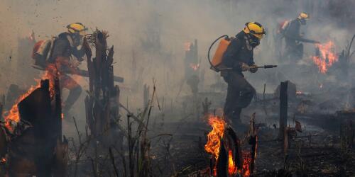 Amazonia, desde hace veinte años el bosque no se quema como en los primeros seis meses de 2024