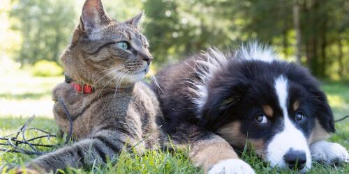 Guisante, el nuevo bienestar natural para nuestros amigos de cuatro patas