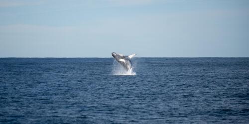 Australia.La ballena jorobada que quedó enredada en 800 kilos de redes de pesca y boyas está a salvo