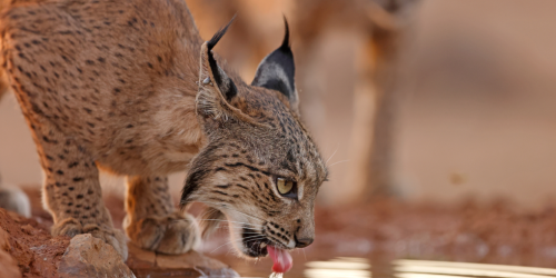 El lince ibérico ya no corre peligro