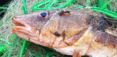 Las lentes de los ojos de los peces registran su exposición a lo largo de su vida al mercurio tóxico, según una nueva investigación