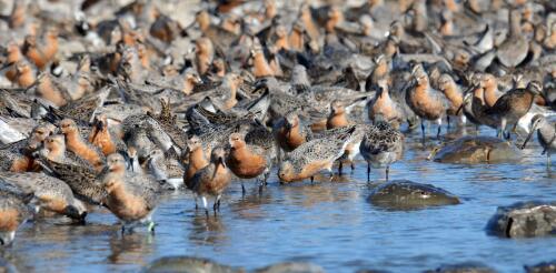 Proteger el 30% de la superficie de la Tierra para la naturaleza significa pensar en conexiones cercanas y lejanas